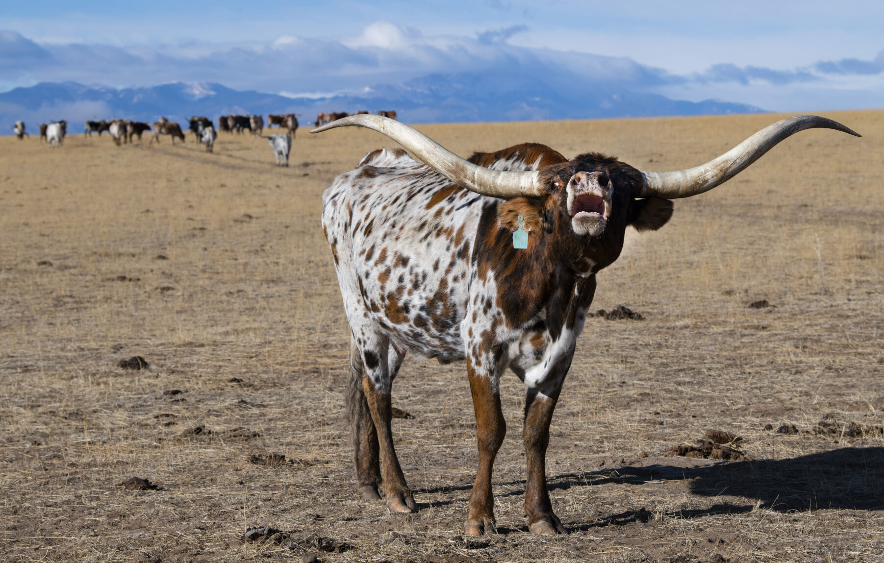 011622-life-longhorn-dg 4.JPG